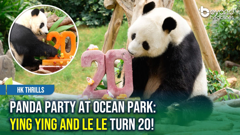 [HK Thrills] Panda Party at Ocean Park: Ying Ying & Le Le Turn 20!