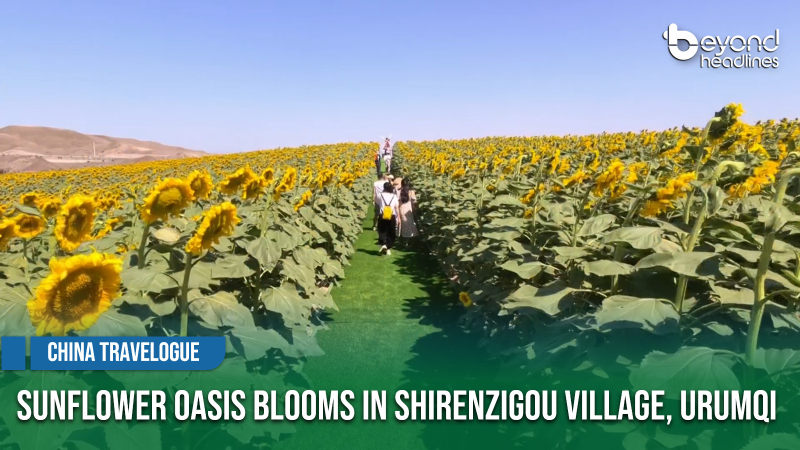 [China Travelogue] Sunflower Oasis Blooms in Shirenzigou Village, Urumqi
