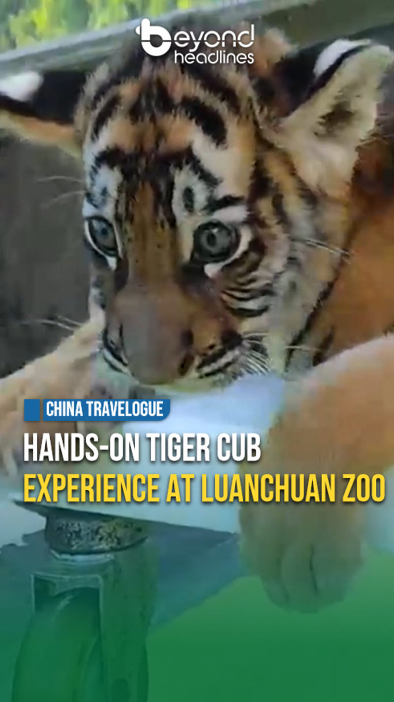 [China Travelogue] Hands-On Tiger Cub Experience at Luanchuan Zoo
