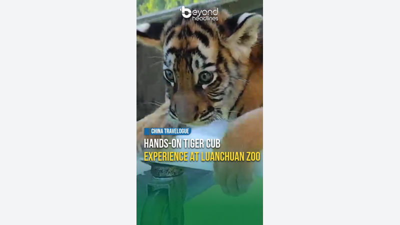 [China Travelogue] Hands-On Tiger Cub Experience at Luanchuan Zoo