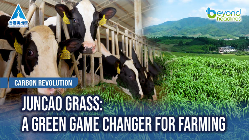 [Carbon Revolution] Juncao Grass: A Green Game Changer for Farming