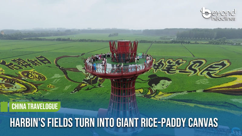 [China Travelogue] Harbin's Fields Turn into Giant Rice-Paddy Canvas