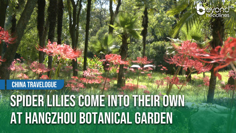 [China Travelogue] Spider Lilies Come into Their Own at Hangzhou Botanical Garden