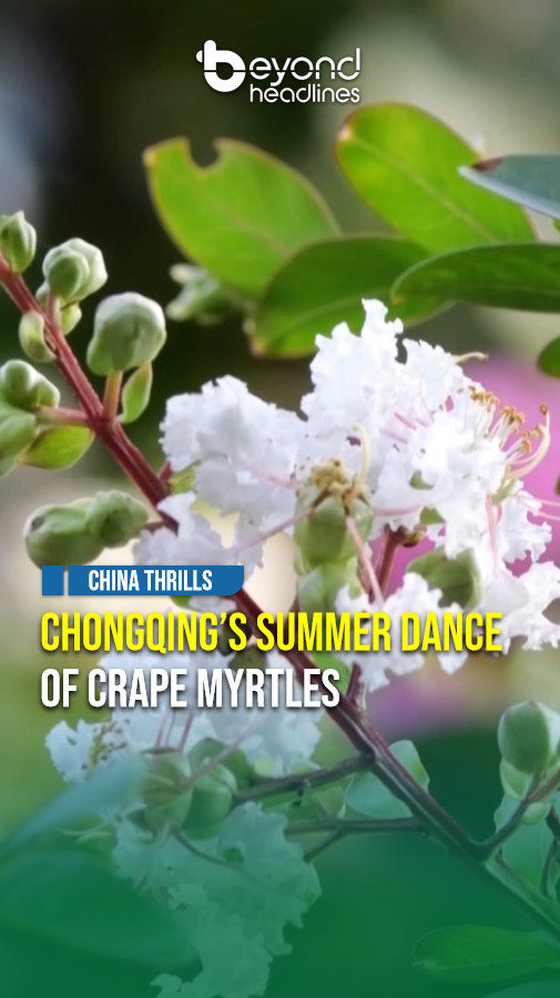 [China Thrills] Chongqing’s Summer Dance of Crape Myrtles