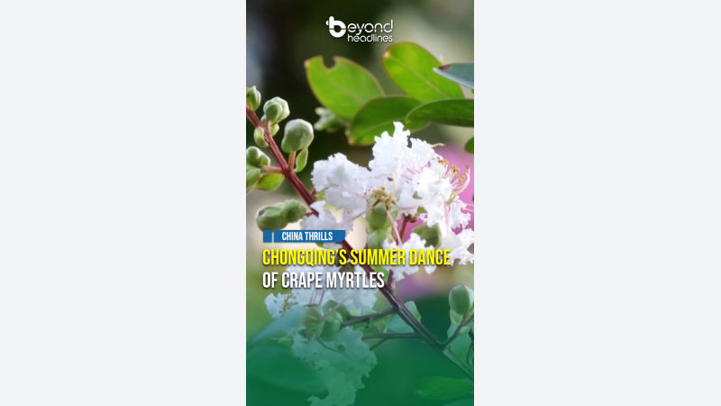 [China Thrills] Chongqing’s Summer Dance of Crape Myrtles