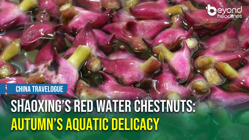 [China Travelogue] Shaoxing’s Red Water Chestnuts: Autumn’s Aquatic Delicacy