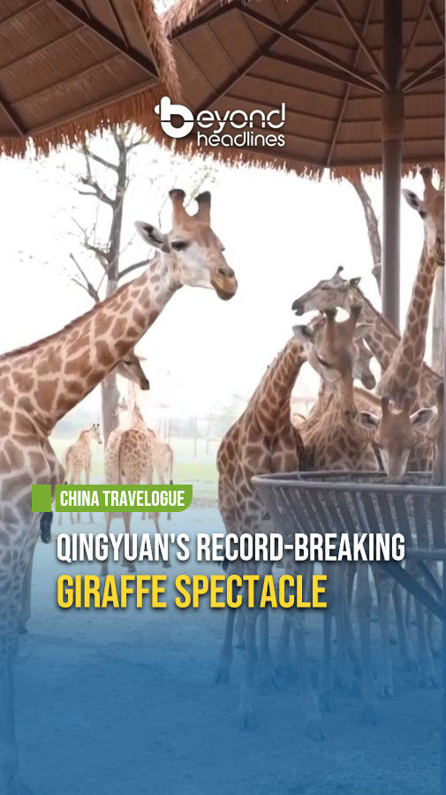 [China Travelogue] Qingyuan's Record-Breaking Giraffe Spectacle