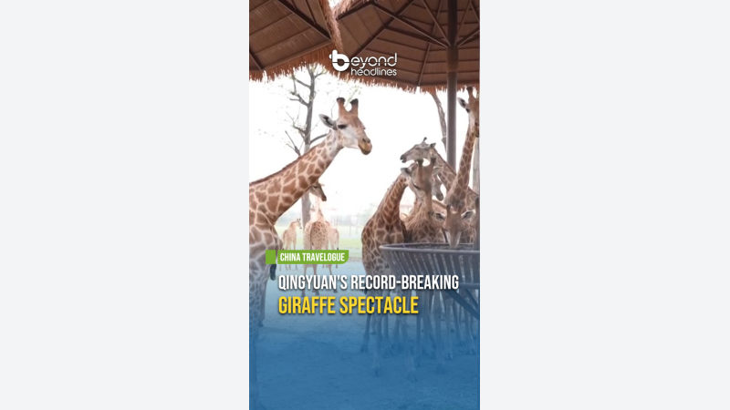 [China Travelogue] Qingyuan's Record-Breaking Giraffe Spectacle
