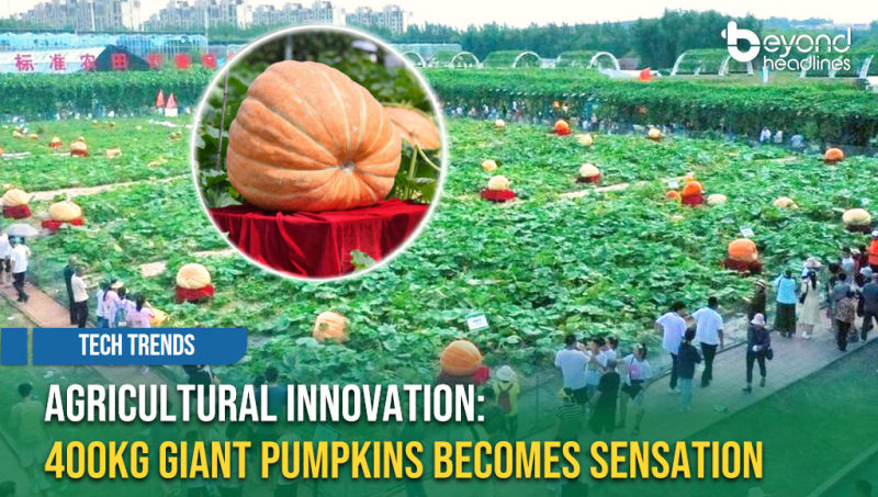 [Tech Trends] Agricultural Innovation: 400 kg Giant Pumpkins Becomes Sensation