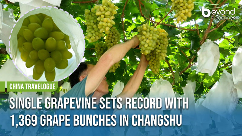 [China Travelogue] Single Grapevine Sets Record with 1,369 Grape Bunches in Changshu