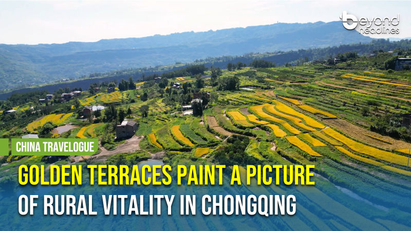 [China Travelogue] Golden Terraces Paint a Picture of Rural Vitality in Chongqing