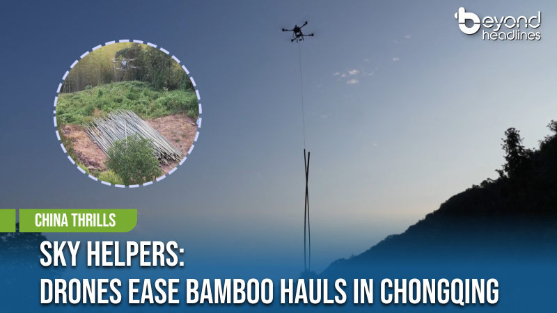 [China Thrills] Sky Helpers: Drones Ease Bamboo Hauls in Chongqing