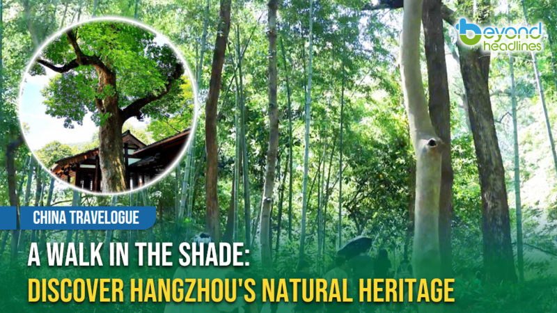[China Travelogue] A Walk in the Shade: Discover Hangzhou's Natural Heritage