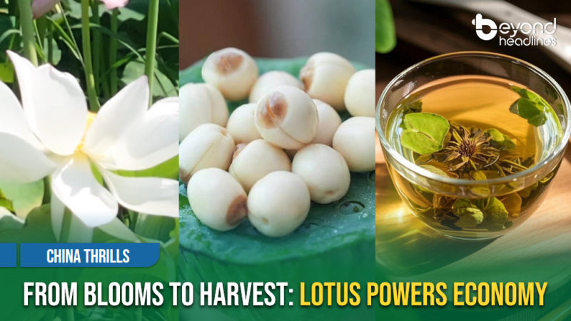 [China Thrills] From Blooms to Harvest: Lotus Powers Economy