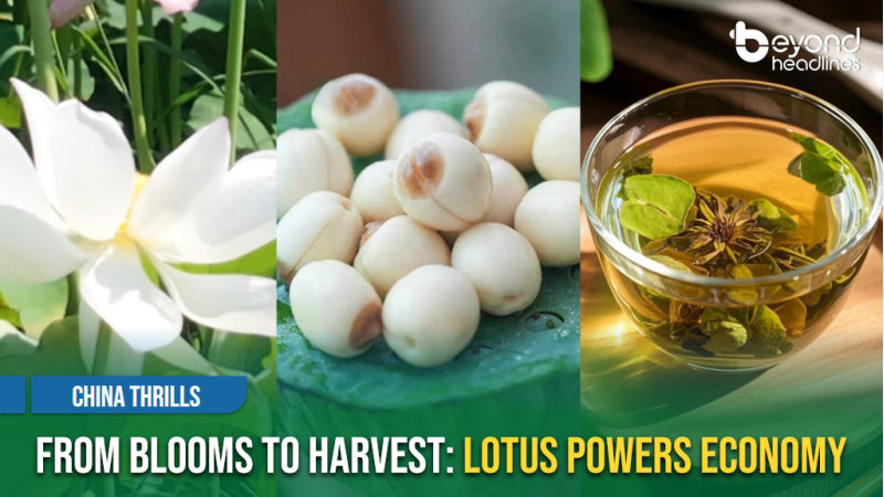 [China Thrills] From Blooms to Harvest: Lotus Powers Economy