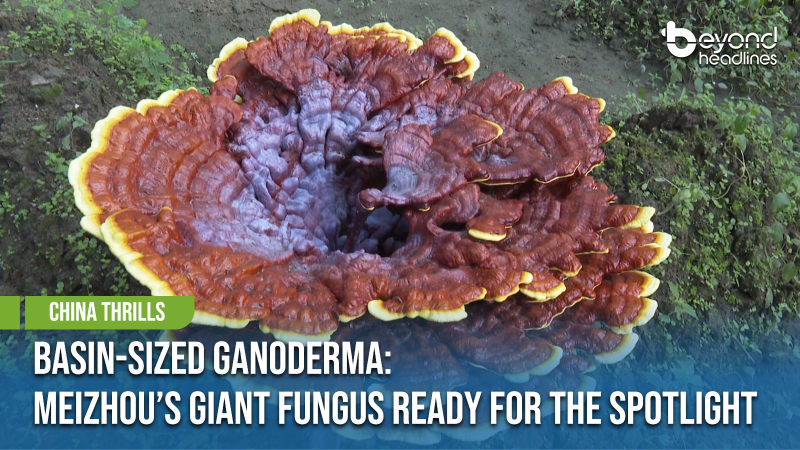 [China Thrills] Basin-Sized Ganoderma: Meizhou’s Giant Fungus Ready for the Spotlight