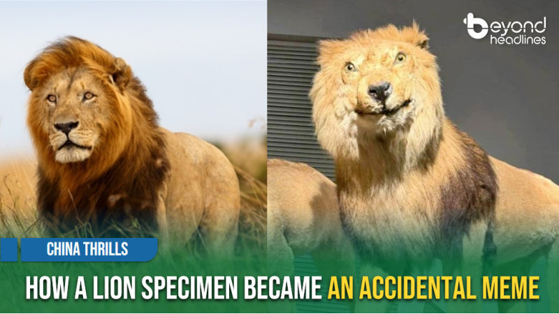 [China Thrills] How a Lion Specimen Became an Accidental Meme
