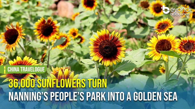 [China Travelogue] 36,000 Sunflowers Turn Nanning’s People’s Park into a Golden Sea