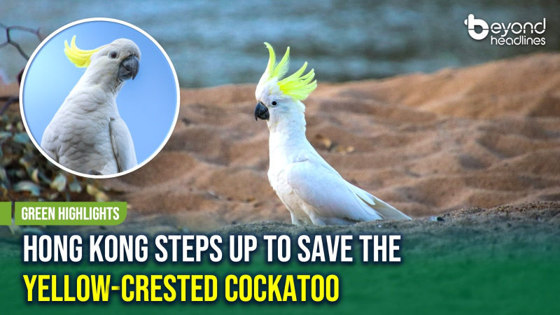 [Green Highlights] Hong Kong Steps Up to Save the Yellow-Crested Cockatoo