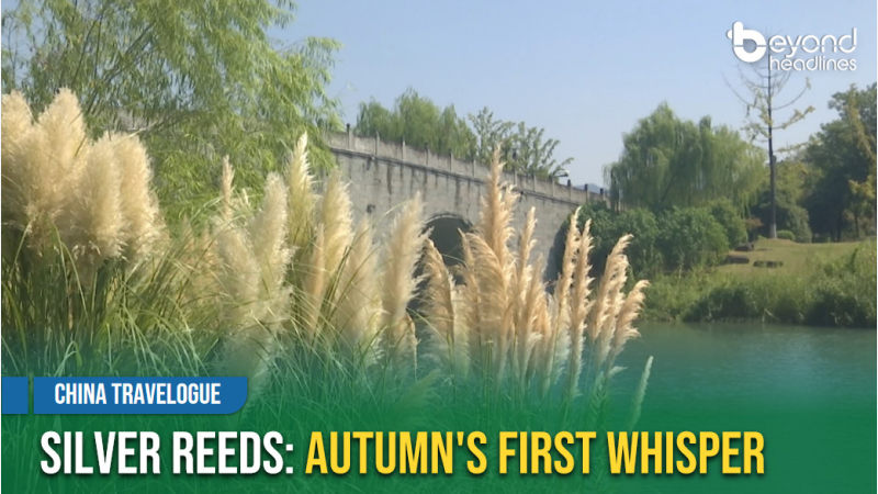 [China Travelogue] Silver Reeds: Autumn's First Whisper