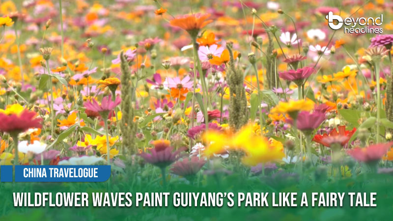 [China Travelogue] Wildflower Waves Paint Guiyang’s Park Like a Fairy Tale