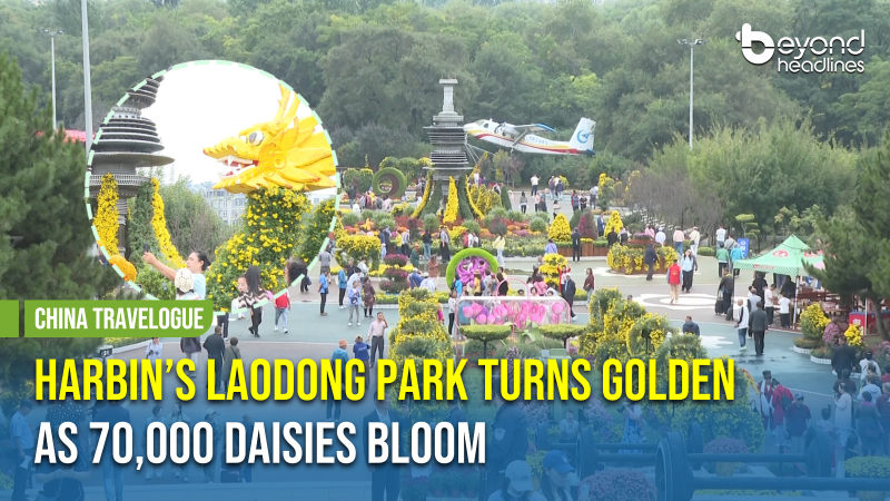 [China Travelogue] Harbin’s Laodong Park Turns Golden as 70,000 Daisies Bloom
