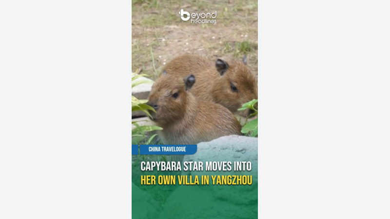 [China Travelogue] Capybara Star Moves Into Her Own Villa in Yangzhou