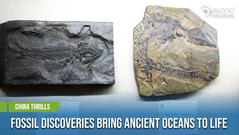 [China Thrills] Fossil Discoveries Bring Ancient Oceans to Life