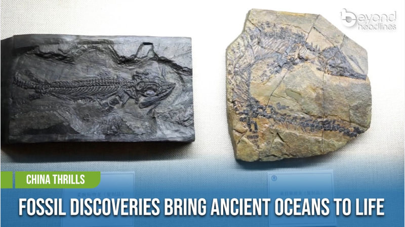 [China Thrills] Fossil Discoveries Bring Ancient Oceans to Life