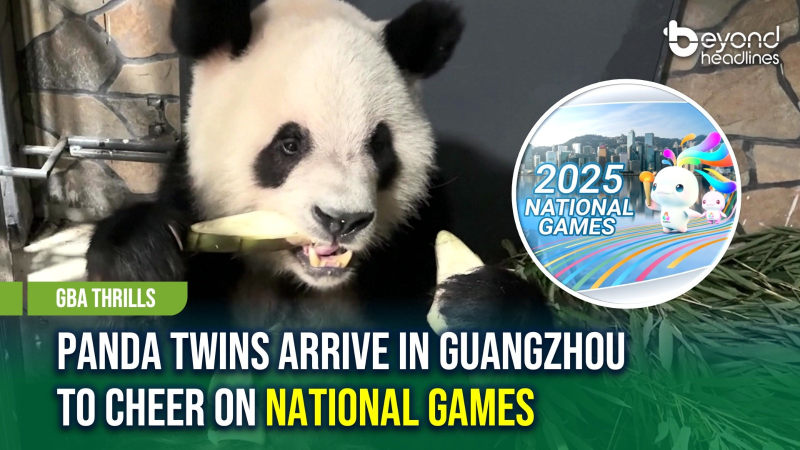 [GBA Thrills] Panda Twins Arrive in Guangzhou to Cheer On National Games