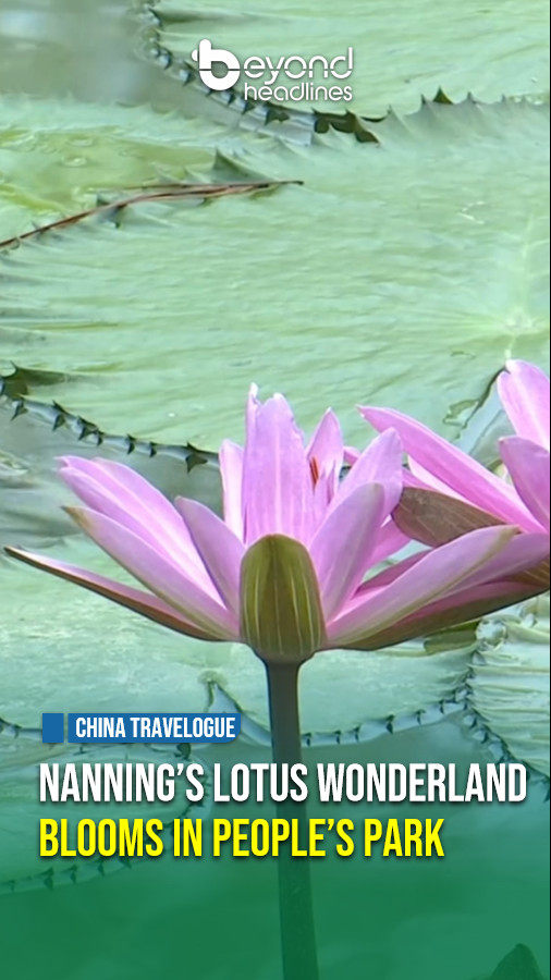 [China Travelogue] Nanning’s Lotus Wonderland Blooms in People’s Park
