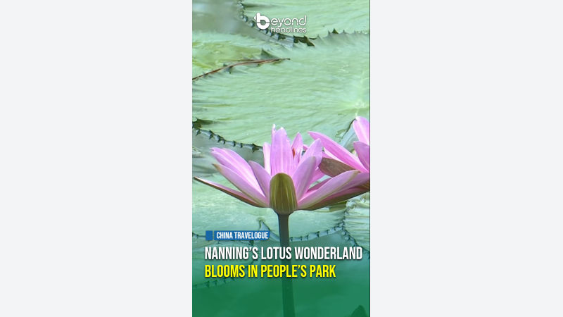 [China Travelogue] Nanning’s Lotus Wonderland Blooms in People’s Park