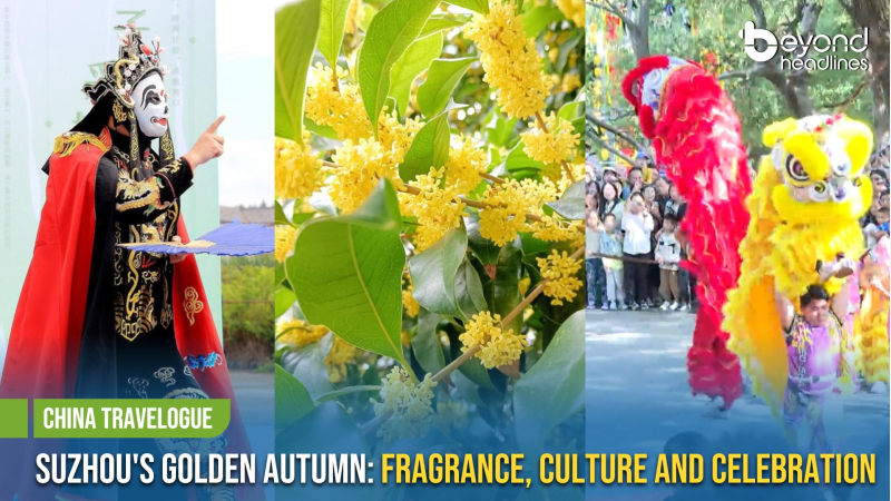 [China Travelogue] Suzhou's Golden Autumn: Fragrance, Culture and Celebration