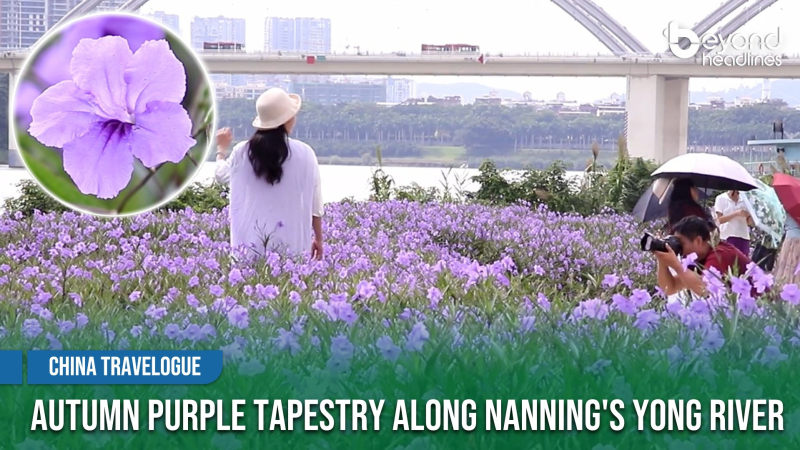 [China Travelogue] Autumn Purple Tapestry Along Nanning's Yong River