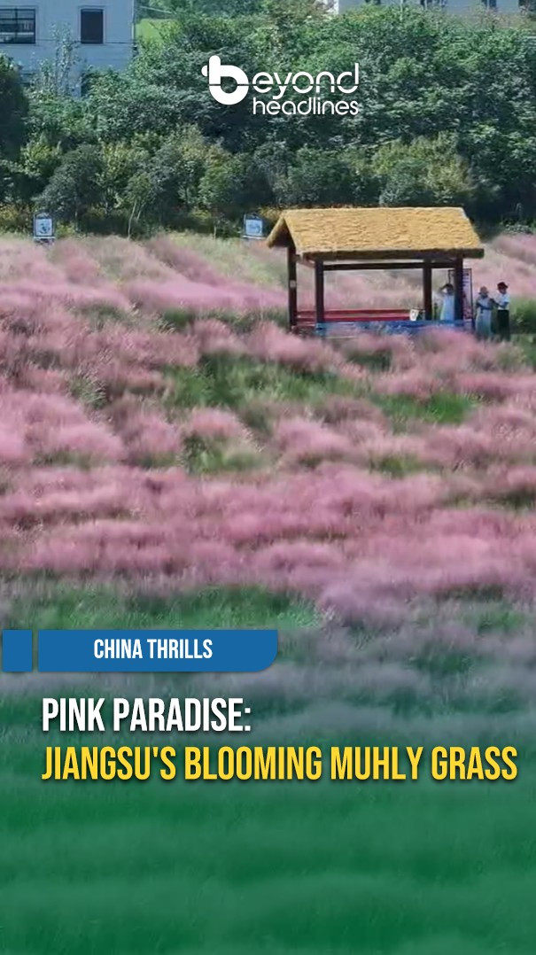 [China Thrills] Pink Paradise: Jiangsu's Blooming Muhly Grass