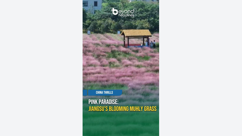 [China Thrills] Pink Paradise: Jiangsu's Blooming Muhly Grass