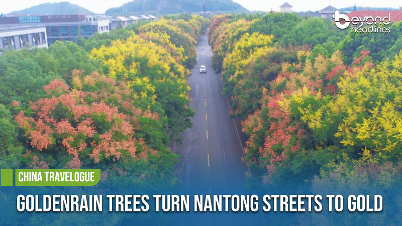 [China Travelogue] Goldenrain Trees Turn Nantong Streets to Gold