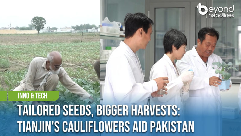 [Inno & Tech] Tailored Seeds, Bigger Harvests: Tianjin’s Cauliflowers Aid Pakistan