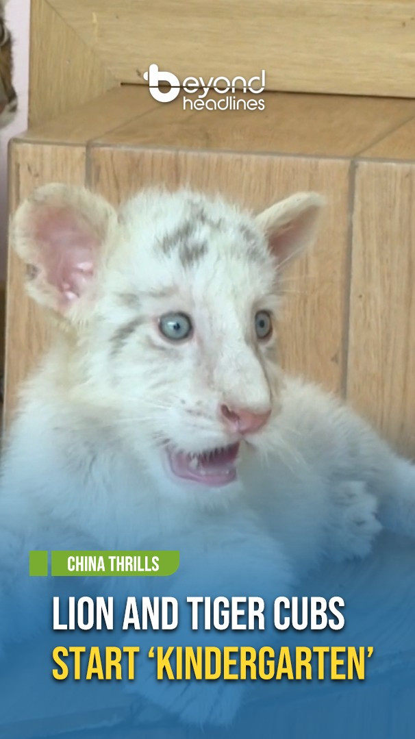 [China Thrills] Lion and Tiger Cubs Start ‘Kindergarten’