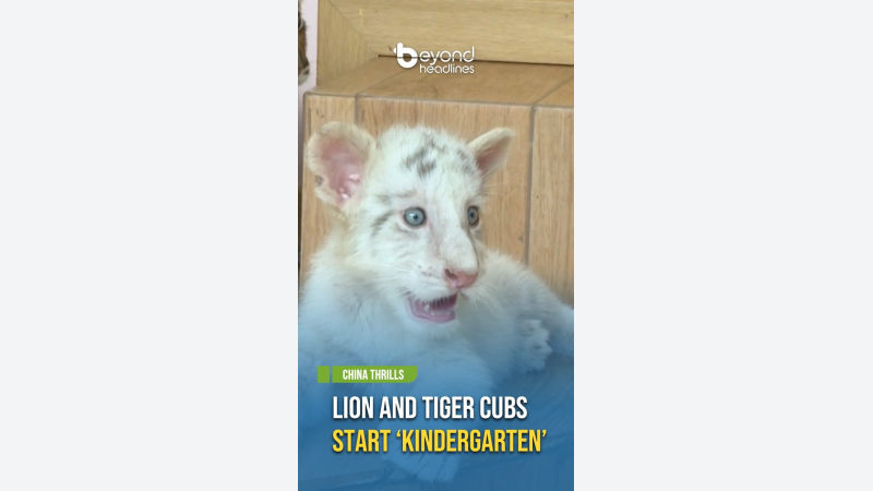 [China Thrills] Lion and Tiger Cubs Start ‘Kindergarten’