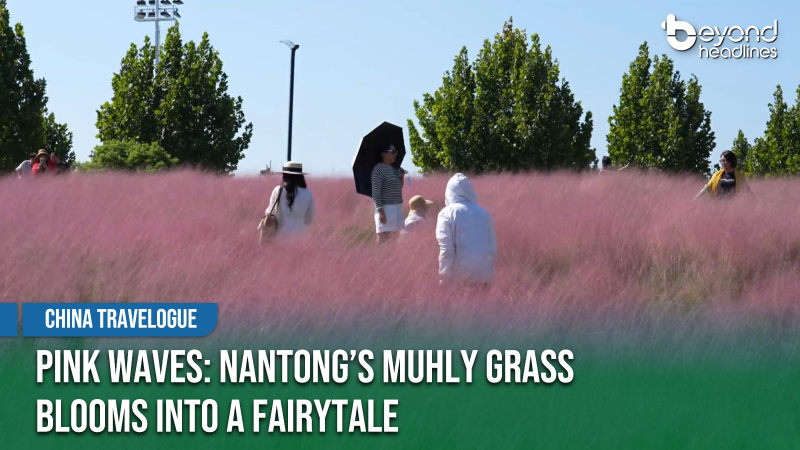 [China Travelogue] Pink Waves: Nantong’s Muhly Grass Blooms into a Fairytale