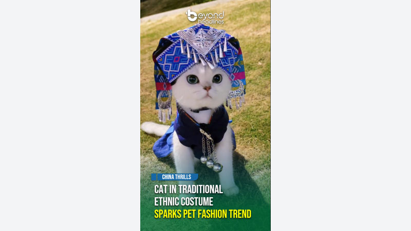 [China Thrills] Cat in Traditional Ethnic Costume Sparks Pet Fashion Trend
