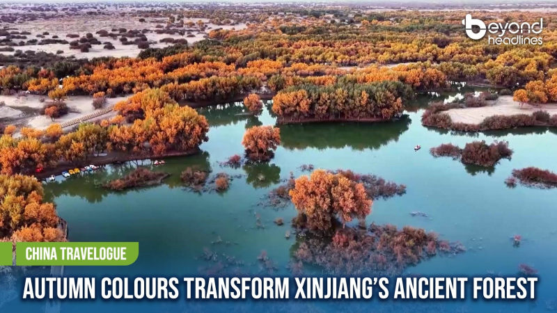 [China Travelogue] Autumn Colours Transform Xinjiang’s Ancient Forest