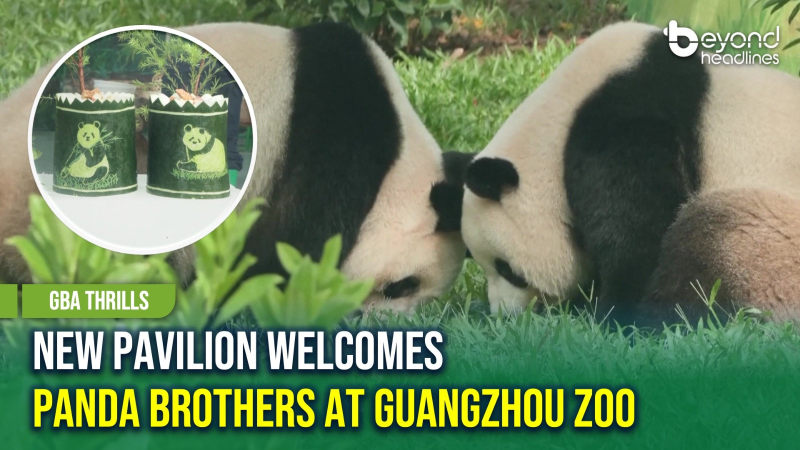 [GBA Thrills] New Pavilion Welcomes Panda Brothers at Guangzhou Zoo
