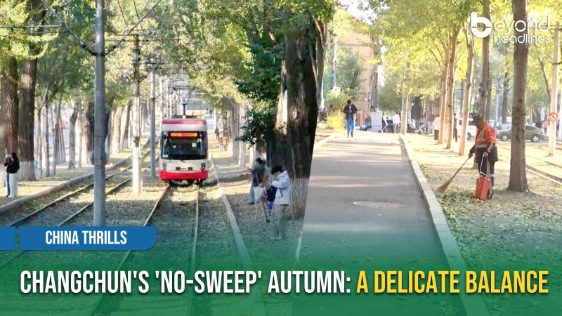 [China Thrills] Changchun's 'No-Sweep' Autumn: A Delicate Balance