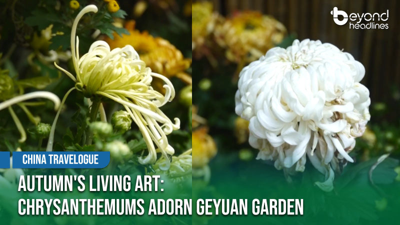 [China Travelogue] Autumn's Living Art: Chrysanthemums Adorn Geyuan Garden