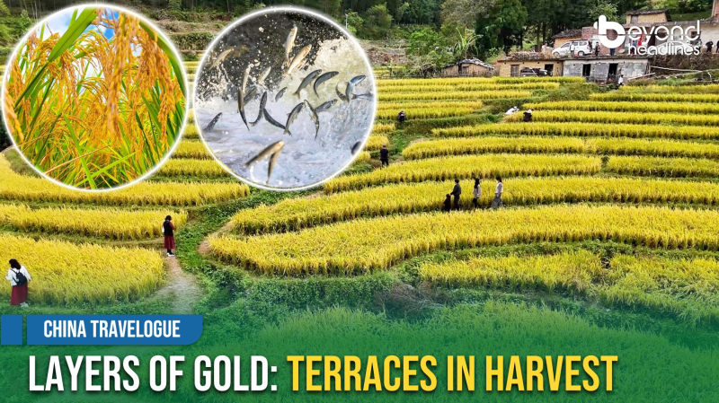 [China Travelogue] Layers of Gold: Terraces in Harvest