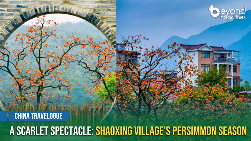 [China Travelogue] A Scarlet Spectacle: Shaoxing Village's Persimmon Season