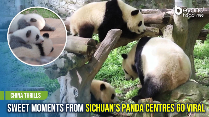 [China Thrills] Sweet Moments from Sichuan’s Panda Centres Go Viral