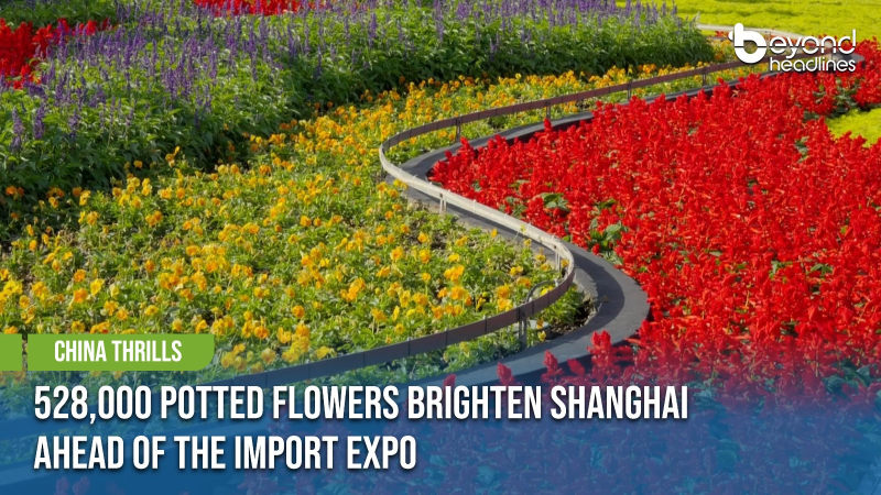 [China Thrills] 528,000 Potted Flowers Brighten Shanghai Ahead of the Import Expo